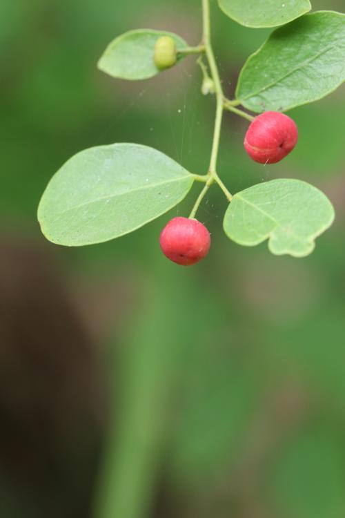 小果葉下珠、多花油柑、爛頭砵