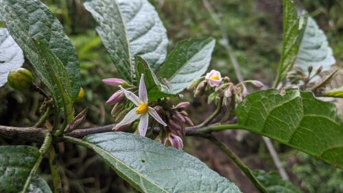 白狗大山茄