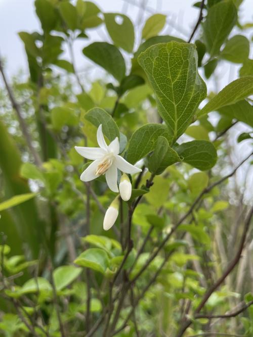 臺灣野茉莉