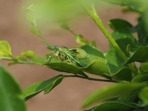 綠草蟬