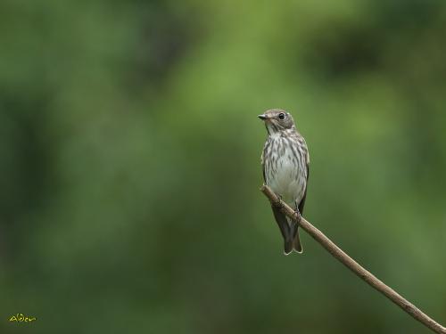 20091023_380389_Grey-streaked_Flycatcher_5511.jpg