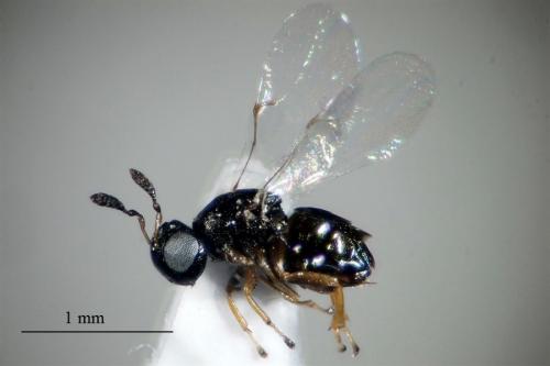 米爾頓釉小蜂標本-雌蟲