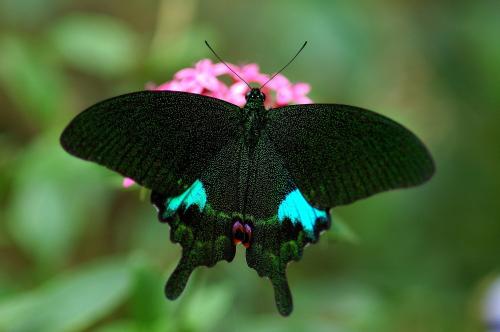 20090918_347295_Papilio paris nakaharai.jpg