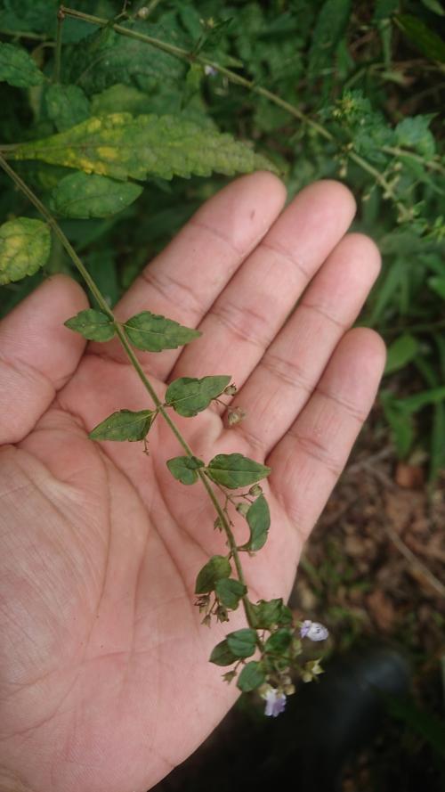 香茶菜