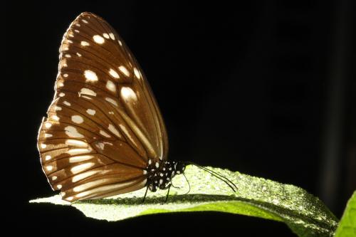 20090919_347096_Euploea camaralzemam cratis_a.jpg