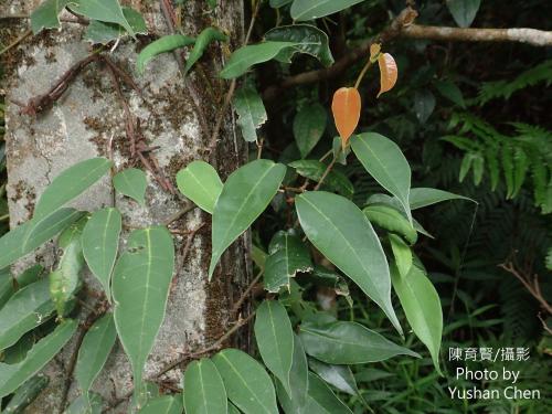 阿里山珍珠蓮