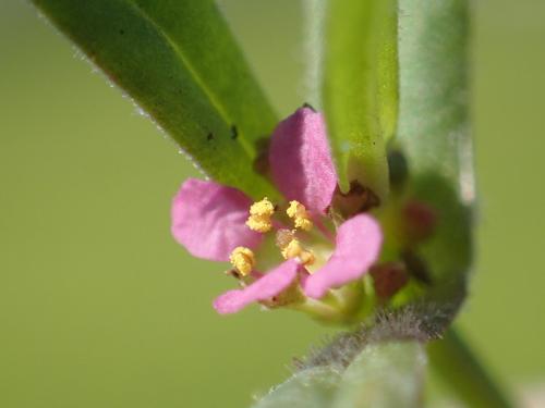 耳葉水莧菜