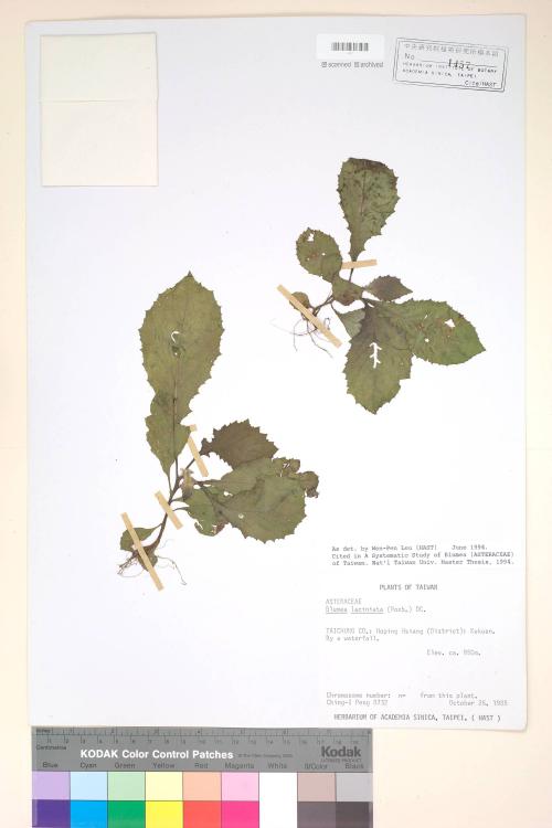 Blumea laciniata (Roxb.) DC._標本_BRCM 4788