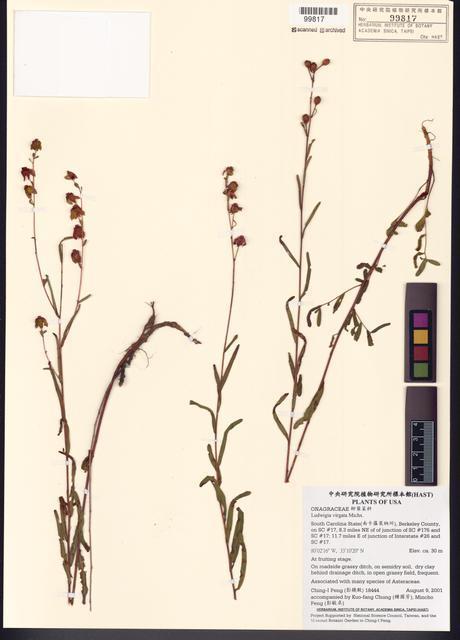 Ludwigia virgata Michx._標本_BRCM 7767