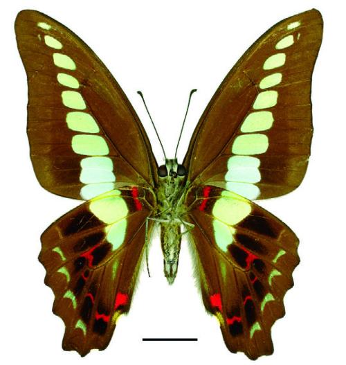 Graphium sarpedon sarpedon Linnaeus, 1758 青鳳蝶
