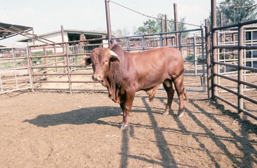 畜產研究所牛隻飼育