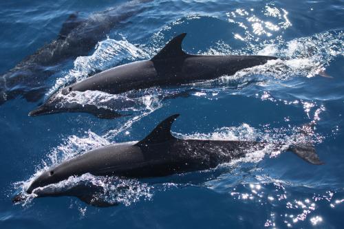 東岸的熱帶斑海豚