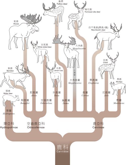鹿科系譜圖