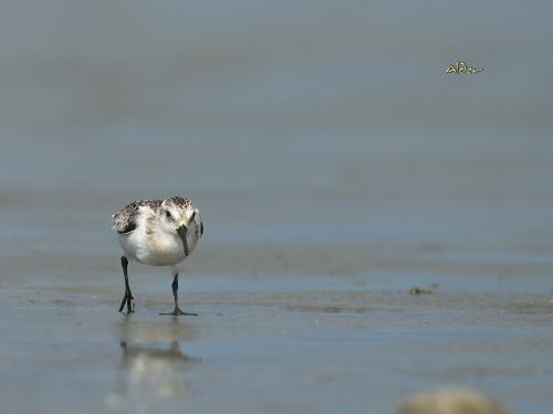 20090929_380213_Sanderling_3830.jpg