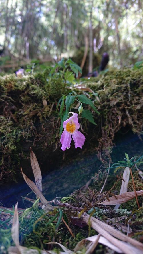 紫花鳳仙花