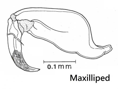 Anuretes branchialis-maxilliped