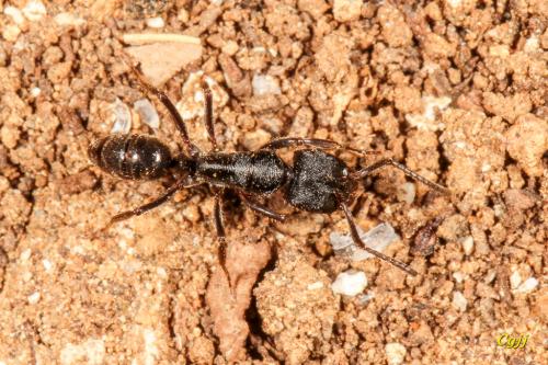 Odontoponera denticulata