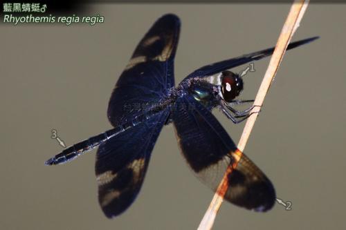 14-34 藍黑蜻蜓
