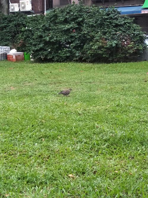 金背鳩(台灣亞種)