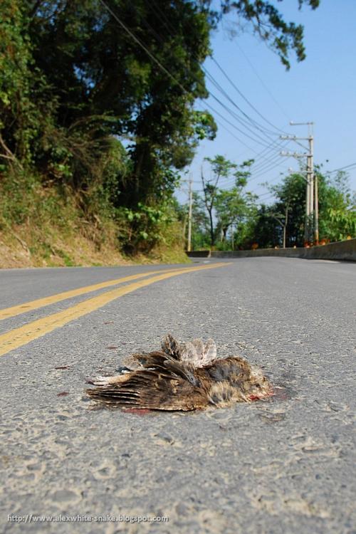 20110101 黃嘴角鴞-屍體-Roadkill@南橫 7