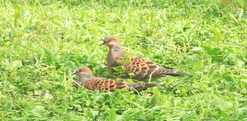 金背鳩(台灣亞種)