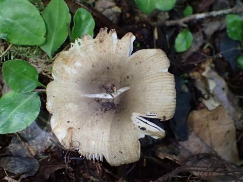 Russula pectinata(篦形紅菇)