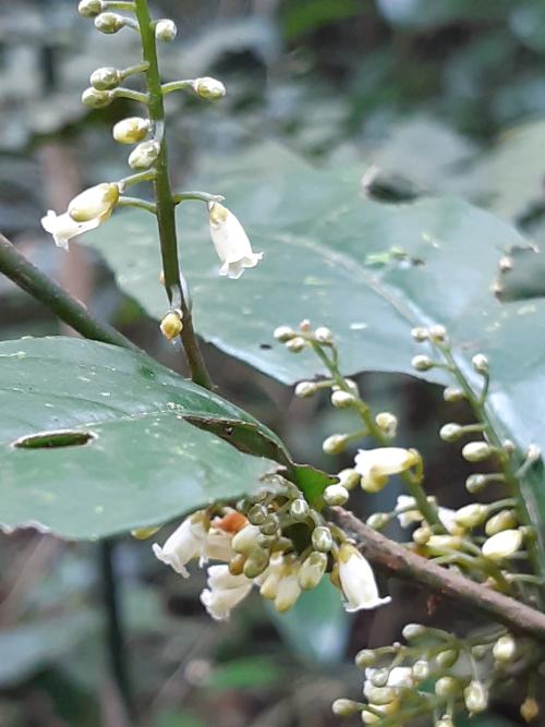 山桂花