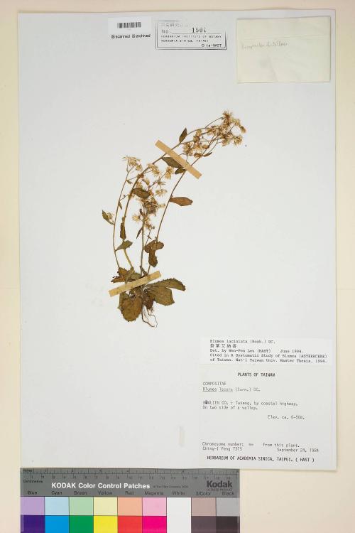 Blumea laciniata (Roxb.) DC._標本_BRCM 3766