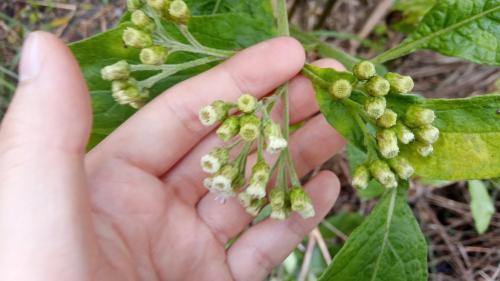 美洲闊苞菊