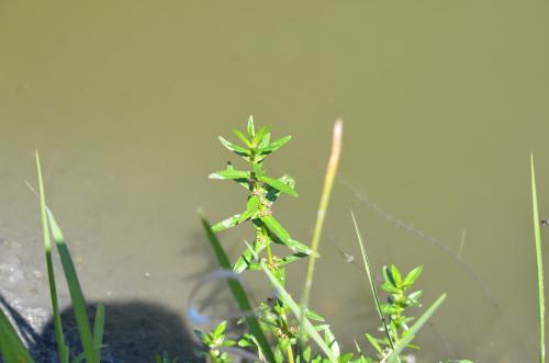 耳葉水莧菜