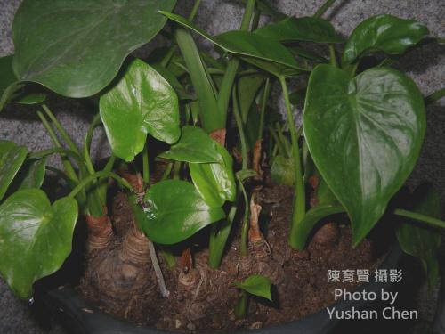 尖尾姑婆芋(臺灣姑婆芋)