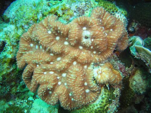 直紋合葉珊瑚