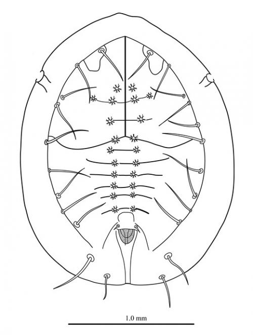 Pealius spina  (Singh, 1931)