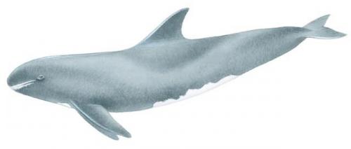 瓜頭鯨