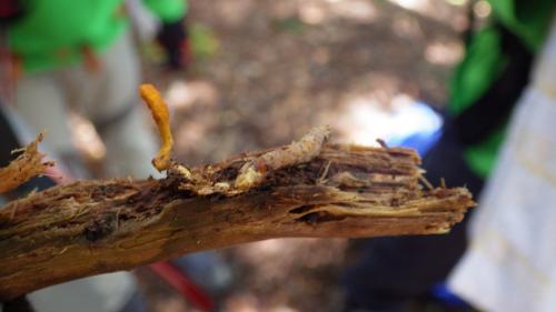 Cordyceps roseostromata(紅座蟲草)