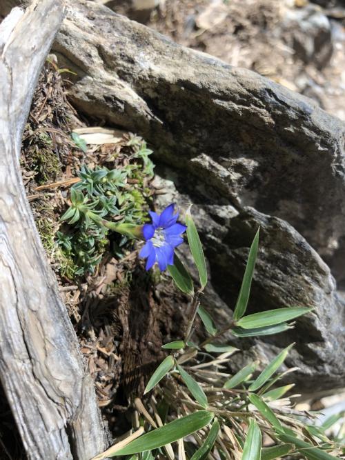 阿里山龍膽