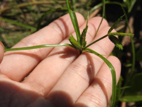 扁穗莎草 (沙田草)