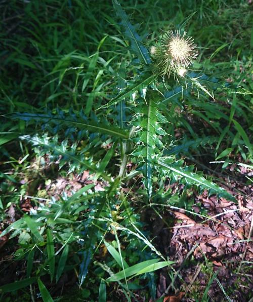 阿里山薊