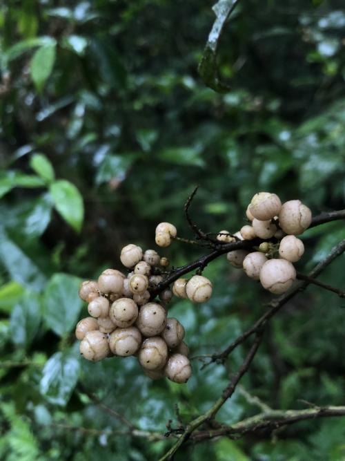 臺灣山桂花