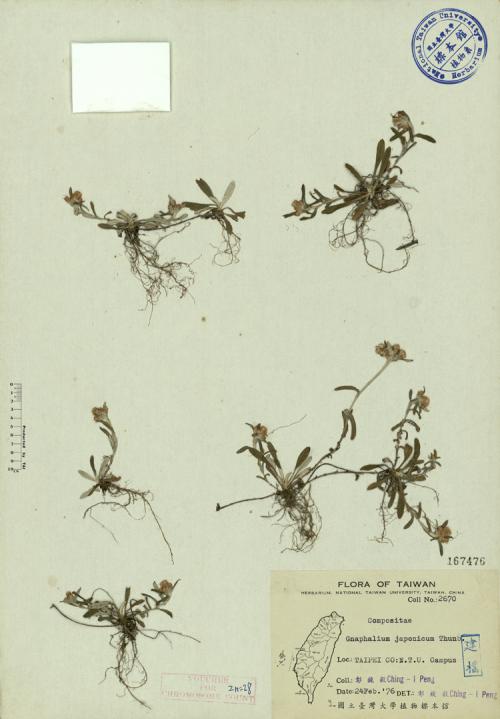 Gnaphalium japonicum Thunb._標本_BRCM 3911