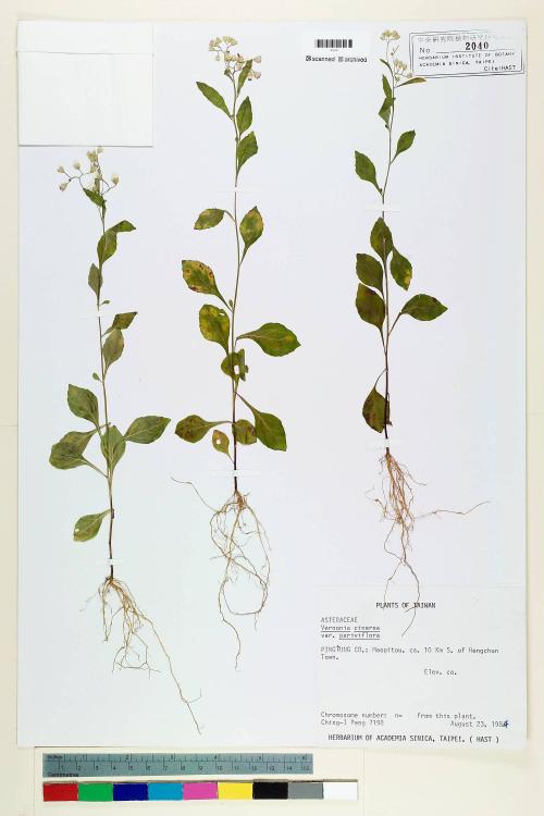 Vernonia cinerea (L.) Less. var. parviflora (Reinw.) DC._標本_BRCM 5099