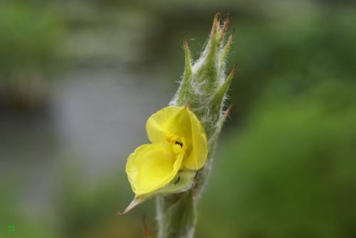 田蔥的花