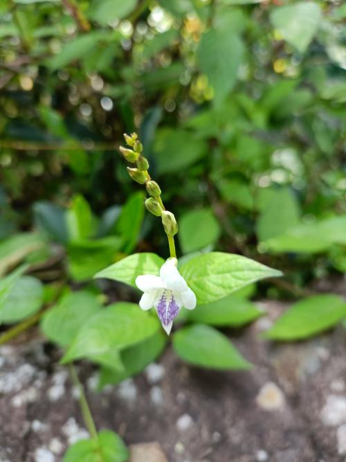 小花寬葉馬偕花