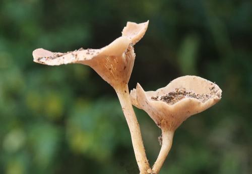 Pseudoclitocybe cyathiformis(淺杯形假杯傘) 