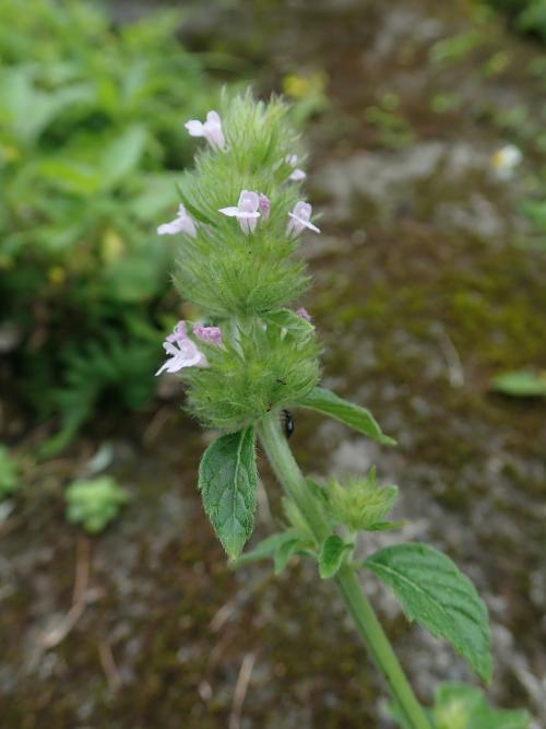 風輪菜