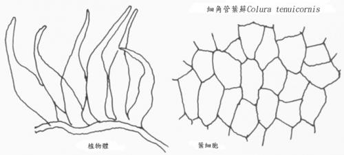 細角管葉蘚