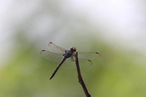 溪神蜻蜓