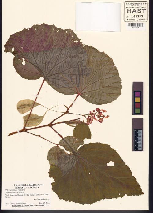 Begonia erythrogyna標本_BRCM 8496