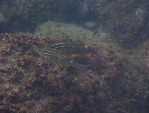 短鬚海緋鯉