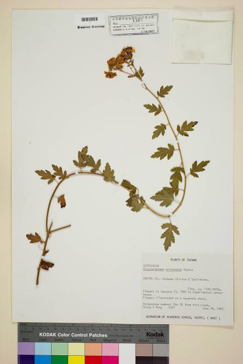 Chrysanthemum arisanense Hayata_標本_BRCM 6387